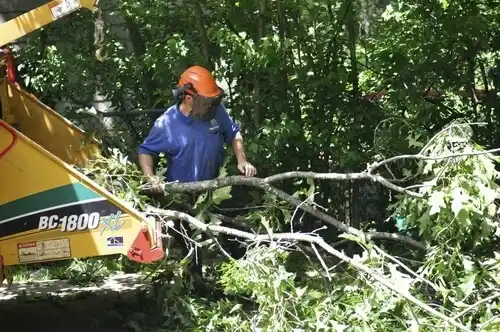 tree services Lake Waccamaw